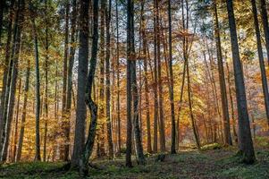 Colorful forest in the fall photo