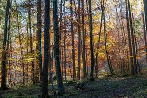 Forest in autumn photo