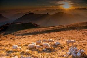 animales en libertad, pastando foto