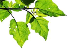 Photo of plant with green leaves with many holes on white background