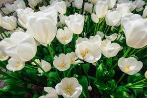 Beautiful white tulips flowerbed closeup. Flower background. Sum