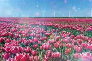 Beautiful red tulip field in the Netherlands photo