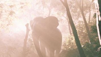 grand éléphant regardant d'une jungle verte à la caméra