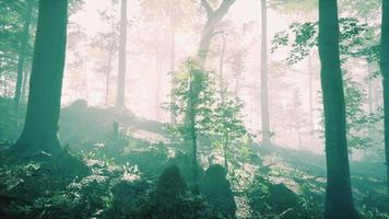 sunny silhouetted forest with sunbeams through fog video