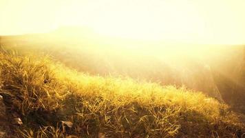 golden rocks and grass in mountains video