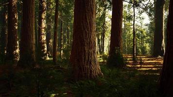 secuoyas gigantes en el bosque gigante del parque nacional de secuoyas video