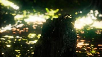 Sunlight rays pour through leaves in a rainforest video