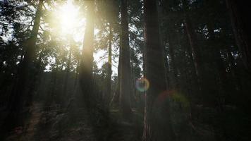 Giant Sequoia Trees at summertime in Sequoia National Park, California video