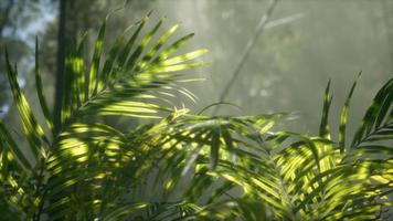 bright light shining through the humid misty fog and jungle leaves video