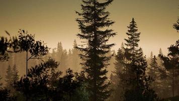 misty nordic forest in early morning with fog video