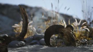 cráneo de un carnero muerto en el desierto video