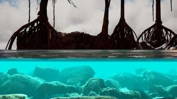 Above and below the sea surface near mangrove trees video