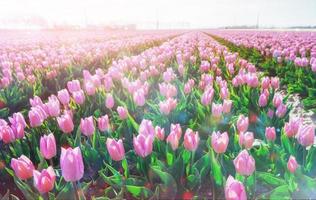 Beautiful red tulip field in the Netherlands photo