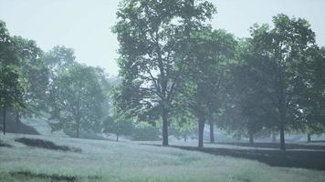 esdoorn bladeren in het bos video