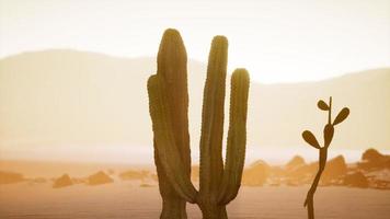 arizona öken solnedgång med jätte saguaro kaktus video