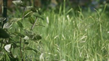 hierba verde fresca en el bosque video