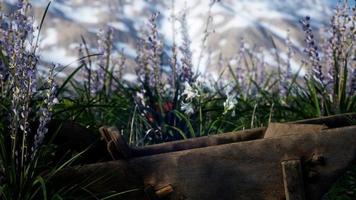 Lavendelfeld mit blauem Himmel und Bergdecke mit Schnee video