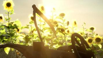 old vintage style scythe and sunflower field video
