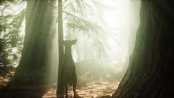 salto de ciervo en cámara lenta extrema en el bosque de pinos video