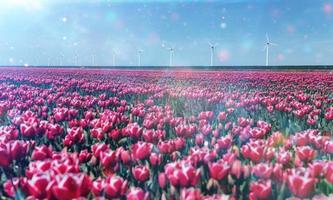 Beautiful red tulip field in the Netherlands photo