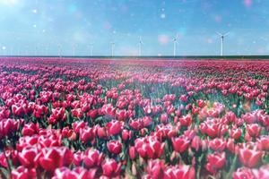 Beautiful red tulip field in the Netherlands photo