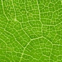 Green leaf macro. Green leaf background. Green leaf texture vector