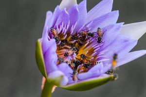 fondo de naturaleza de flor de loto y abeja foto