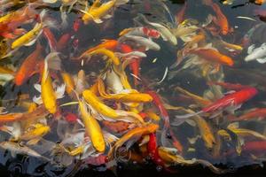 peces koi en el estanque foto