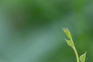 The treetop are budding  green leaves nature background photo