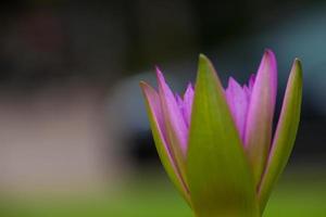 Lotus flower and bee photo