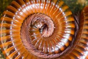 Millipedes are curled photo