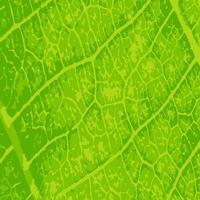 Green leaf macro. Green leaf background. Green leaf texture vector