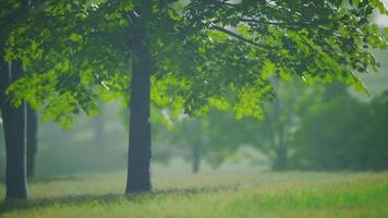 les feuilles d'érable vertes en été video