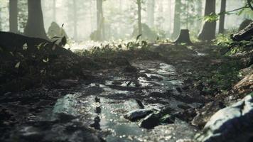 small creek runs through a wide valley full of fallen leaves video