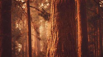 gigantische sequoia's in het sequoiabos video