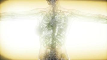 Röntgenbild des menschlichen Körpers video