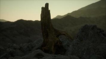 dode dennenboom bij granieten rots bij zonsondergang video