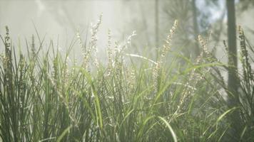 gräs blomma fält med mjukt solljus för bakgrund. video