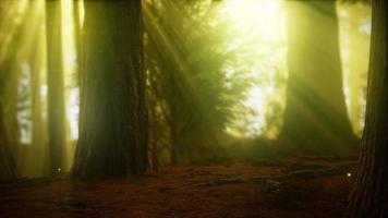 firefly in misty forest with fog video
