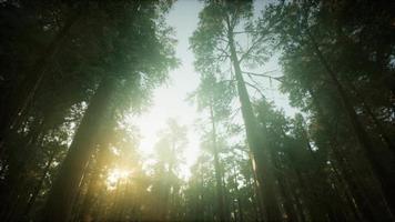 Redwood Forest Foggy Sunset Scenery video