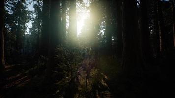 Giant Sequoia Trees at summertime in Sequoia National Park, California video