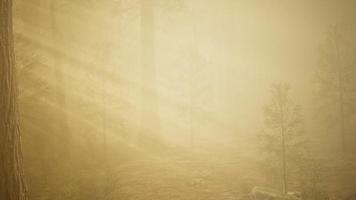 forêt d'automne et arbres dans le brouillard du matin