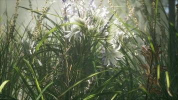 champ de fleurs d'herbe avec lumière douce du soleil pour le fond. video