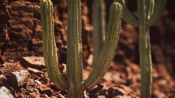 cactus in de woestijn van arizona in de buurt van rode rotsstenen video