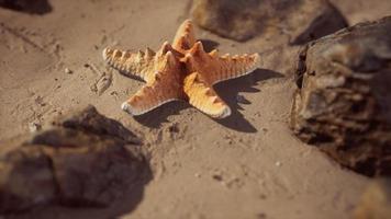 stella marina sulla spiaggia sabbiosa al tramonto video