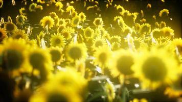 girasoles que florecen a finales de verano video