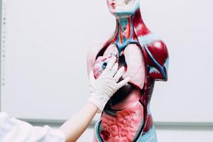 Manos sosteniendo el modelo de corazón con el maniquí de los órganos internos del cuerpo humano foto