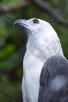 primer plano de una hermosa águila blanca con ala negra foto