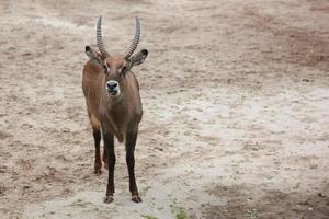 Cute common waterbuck stands staring towards camera photo