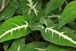 primer plano de la exótica planta de punta de flecha o syngonium podophyllum foto